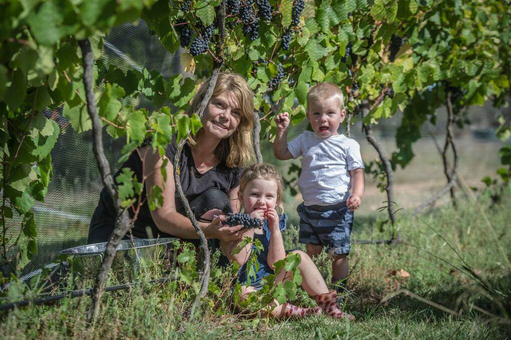 Summerhill Road Vineyard owner Sarah McDougall with her kids Eloise and Ryder. Photo: karleen minney