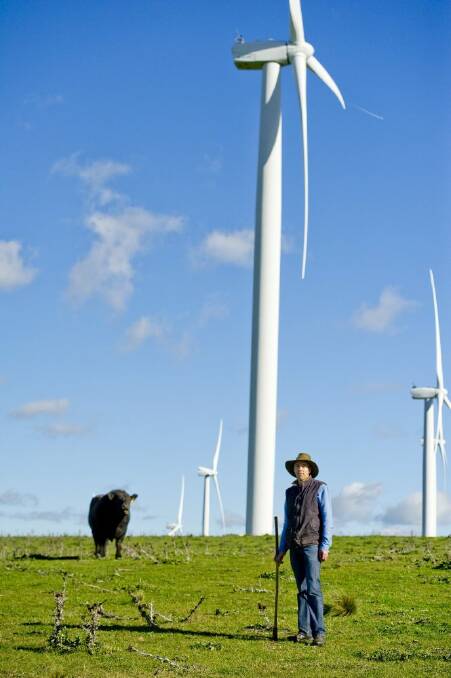 Prized bull George is quite peaceful under the wind turbines, says farmer Luke Osborne. Photo: Jay Cronan