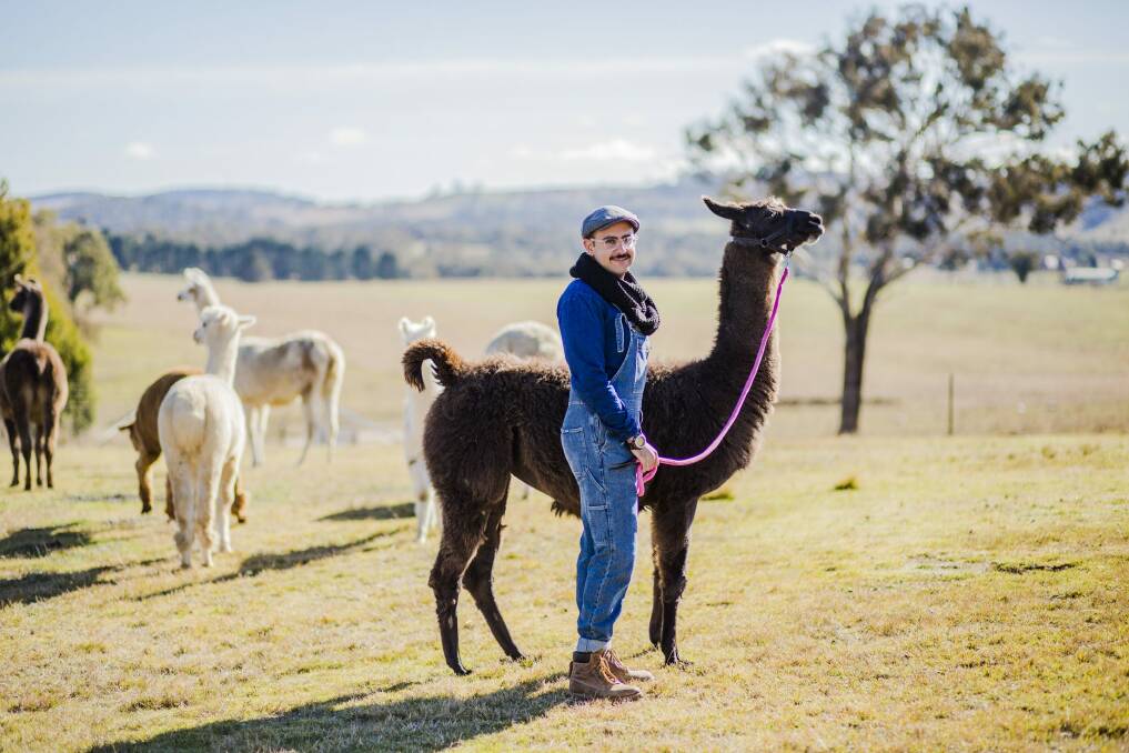 23-year-old Mark Ayyad is hoping to start his own Llama farm at Tarlo. Photo: Jamila Toderas