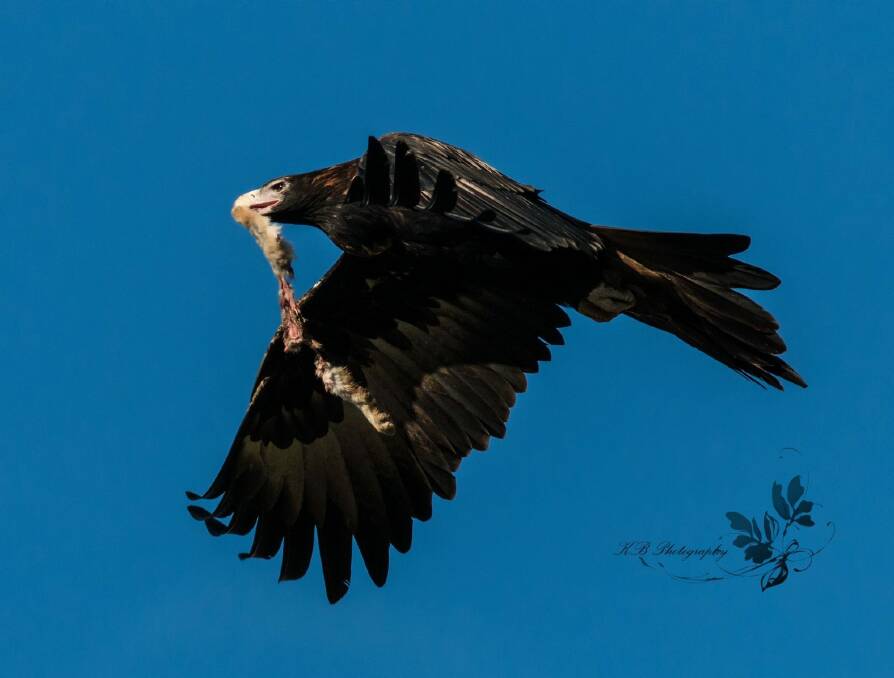 Female Wedge-tailed Eagle with lunch. Photo: KB Photographs
