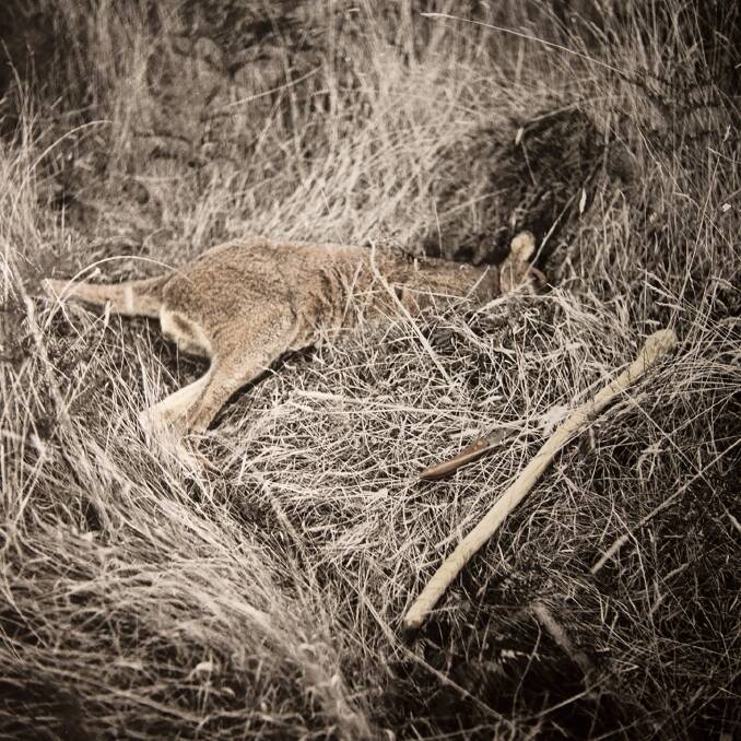 James Tylor's photo Un-resettling (Hunting Kangaroo) at PhotoAccess.  Photo: Supplied