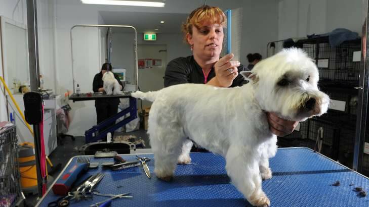 Owner of dog grooming business, Shampooch, at the Farrer shops, Kylie Gallimore, works on "Peerbrock" a West Highland Terrier. Photo: Graham Tidy