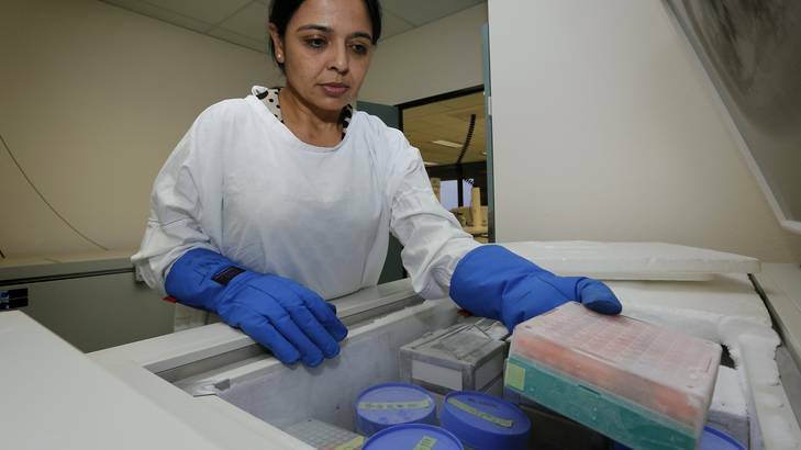 Haematologist Dr Dipti Talaulikar removes a bone marrow sample stored at minus 80 degrees celsius in the tissue bank at Canberra Hospital. Photo: Jeffrey Chan