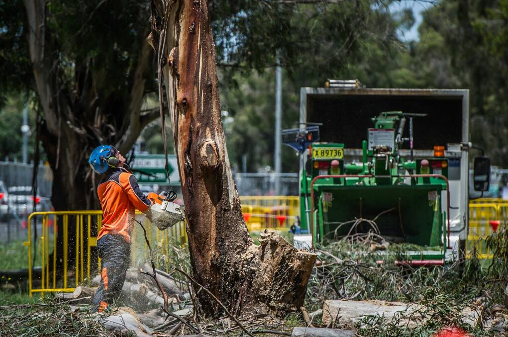 Tree removal works on Northbourne avenue to make way for the light rail earlier this year. Photo: Karleen Minney