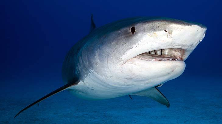 The WA cull will target sharks 3m and larger. Photo: iStock