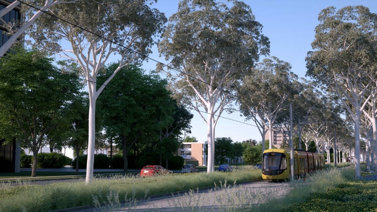 An artist's impression of a stage one Capital Metro tram travelling through mature trees on each side. Photo: Supplied