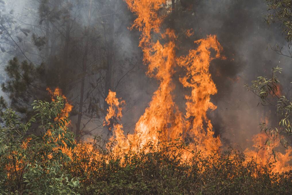 An out of control bushfire burnt at Pierces Creek in November 2018. Photo: Jamila Toderas 