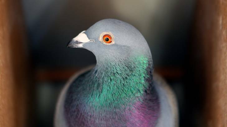 Bird disease... ACT pigeon owners offered a vaccine for their birds, against a rare illness currently affecting birds in NSW and Vic. Photo: Adam McLean