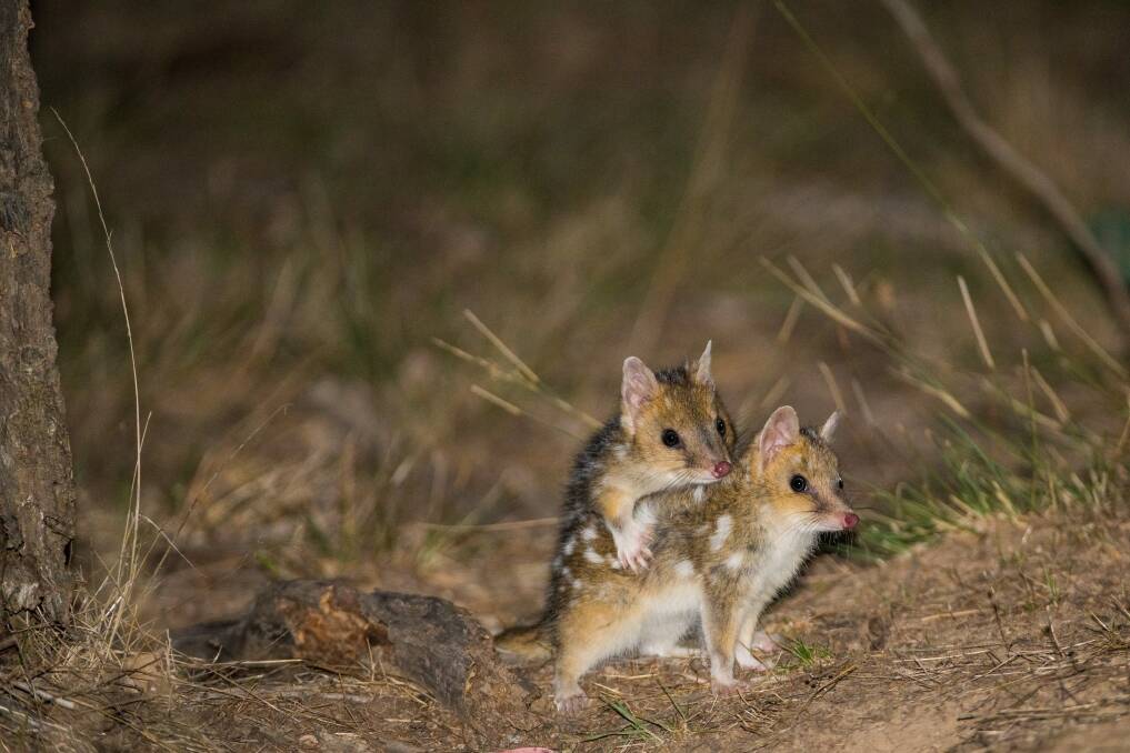 They might look like they are up to funny business but the Eastern Quoll babies are to young to mate. Photo: y Charles Davis and the Woodlands and Wetlands Trust