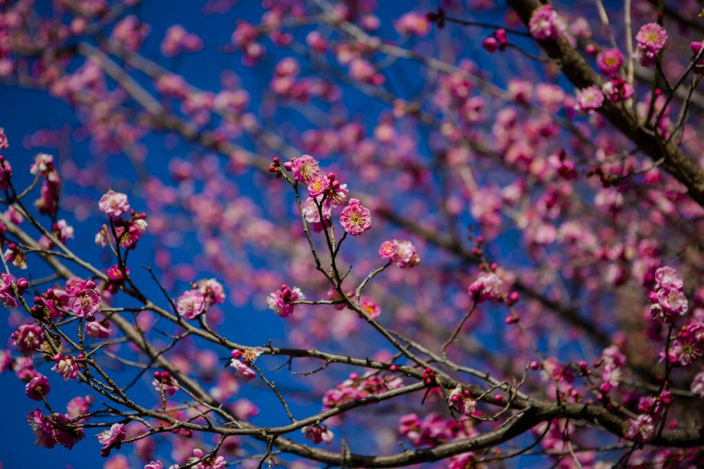 Flowering fruit trees produce blooms ranging from pure white to shell pink, to deep red. Photo: Jamila Toderas