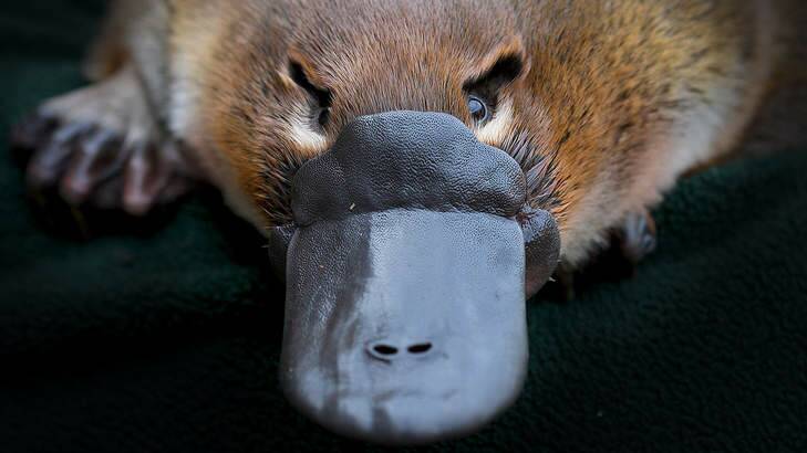Platypus venom is not life-threatening to humans but can cause spectacular swelling and excruciating pain. Photo: Supplied