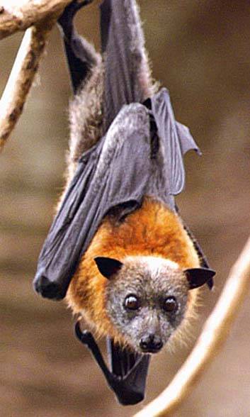 Animals like bats are renown to magnify the spread of disease. Photo: Andrew Taylor 