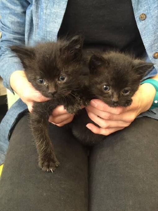 Two kittens are lucky to be alive after they were dumped in a recycling bin and taken to a Canberra recycling facility. Photo: Supplied