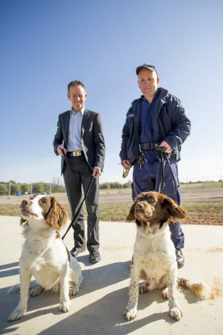 Corrective Services Minister Shane Rattenbury, and K9 handler Glen Kemp with Teddy and Boone. Photo: Jay Cronan