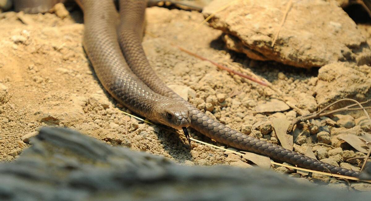 The eastern brown snake can be found in Canberra. Photo: Andrew Sheargold