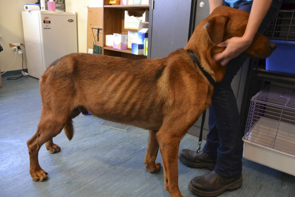The malnourished bull mastiff. Photo: RSPCA