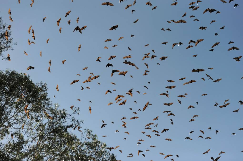 Hundreds of grey-headed flying foxes soar over Commonwealth Park in January 2014. Photo: Graham Tidy
