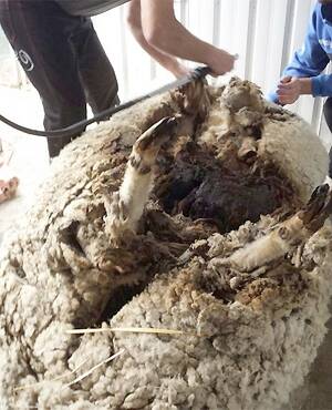 Chris the sheep undergoing his shearing operation. Photo: RSPCA