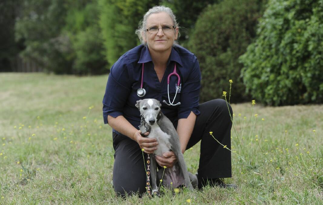 Veterinary surgeon Amanda Nott with her colleague's eight-year-old whippet Tilda, who was saved from a likely lethal amount of chocolate prior to Christmas 2014. Photo: Graham Tidy