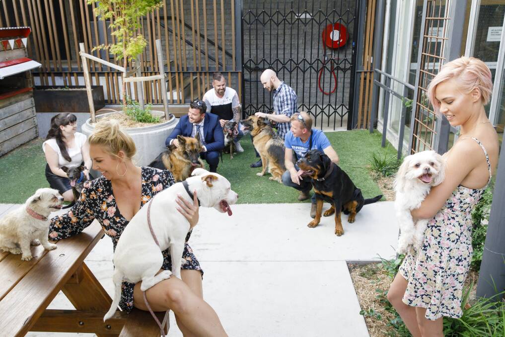 Ready for dating: Emma Easton with Ace, Tatum Brown with Chloe and Rosie, Joe Poyitt with Toby and Chewbacca, Colin Dopson with Hank, Allan Freedman with Misty, Jarrad Houghton with Basil and Sinead Carpenter with Sophie. Photo: Sitthixay Ditthavong