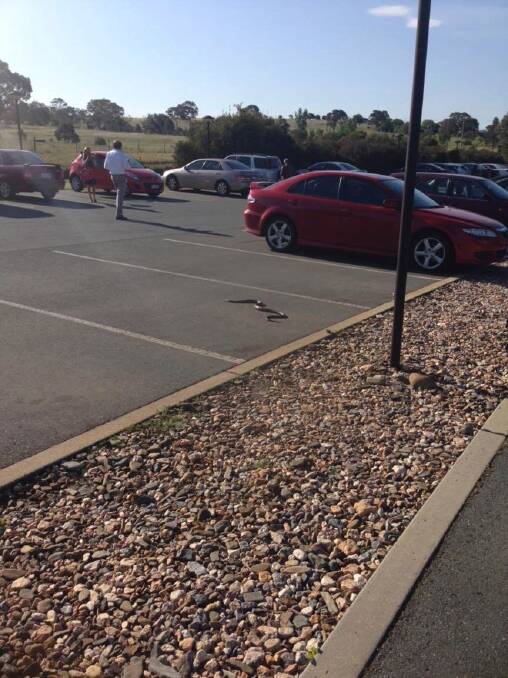 One snake photographed in the car park at Symonston in 2013. Photo: Supplied
