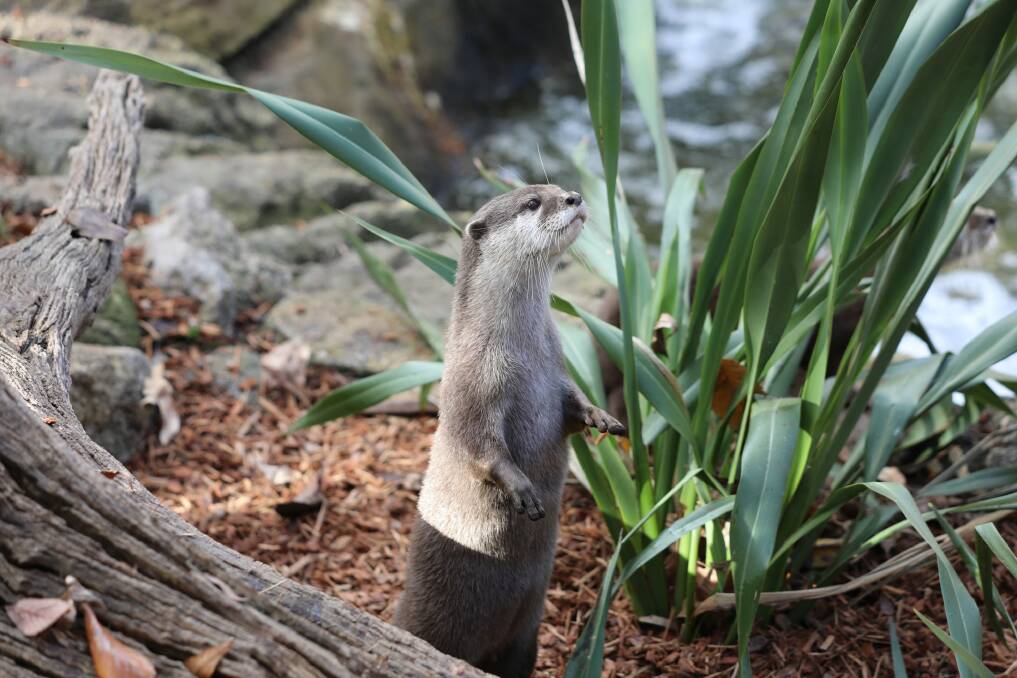 The National Zoo and Aquarium has this week welcomed three Asian small-clawed otters. Photo: Supplied