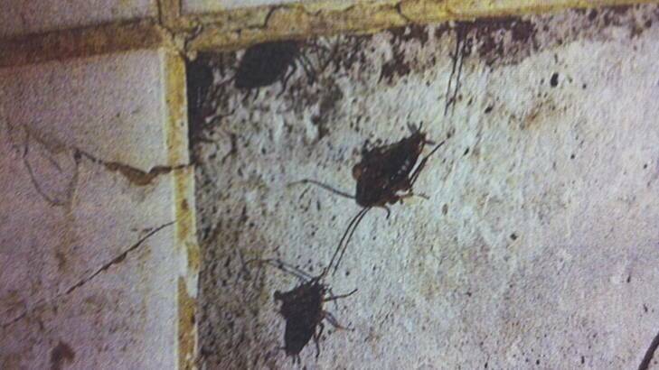 Photo submitted in court showing cockroaches at the  interior of Taj Agra restaurant in Dickson. Photo: contributed