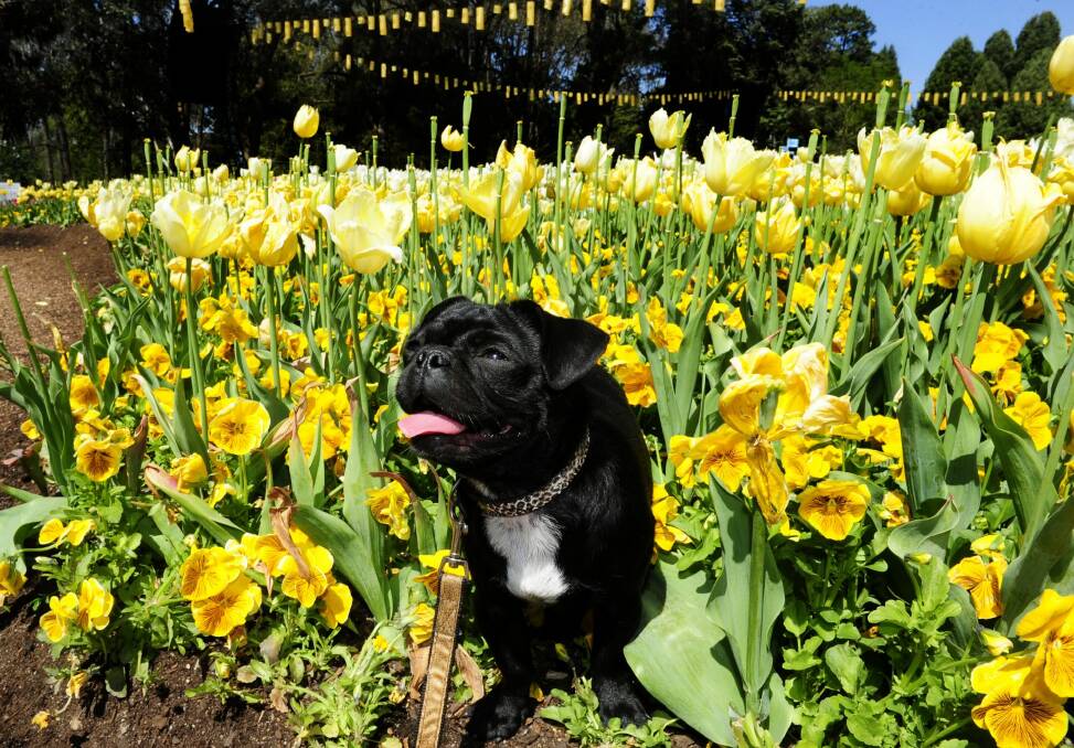 Tuffie McPuggles at the Dogs Day Out at Floriade this year. Photo: Melissa Adams