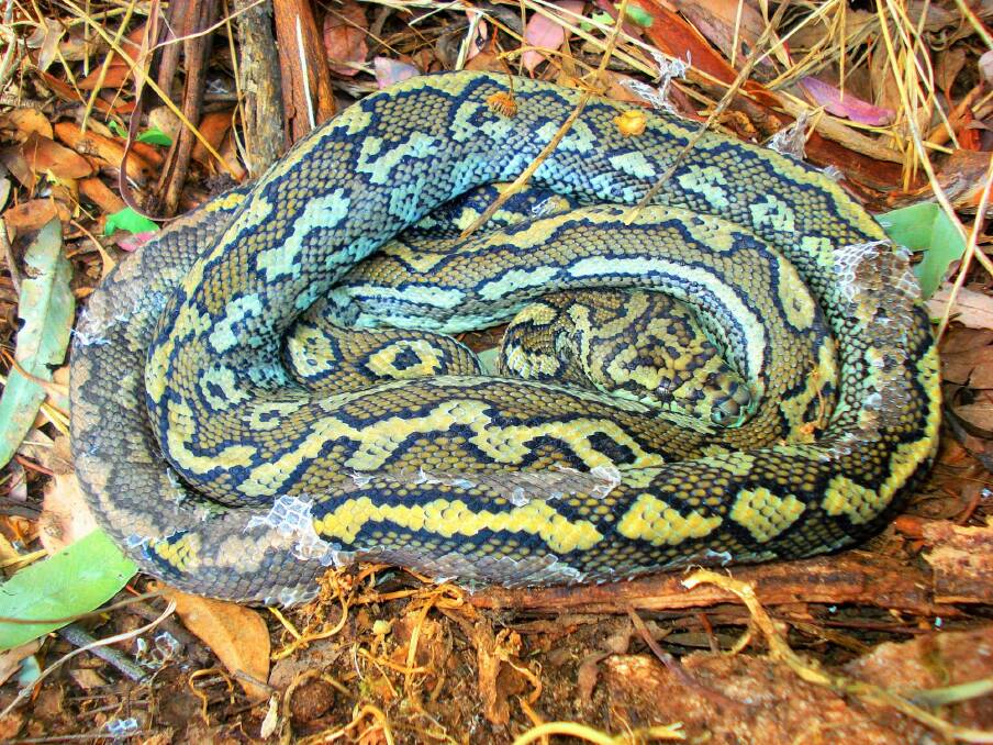 Carpet python found last year on walking track on Mt Majura. Photo: Carlos Pavon