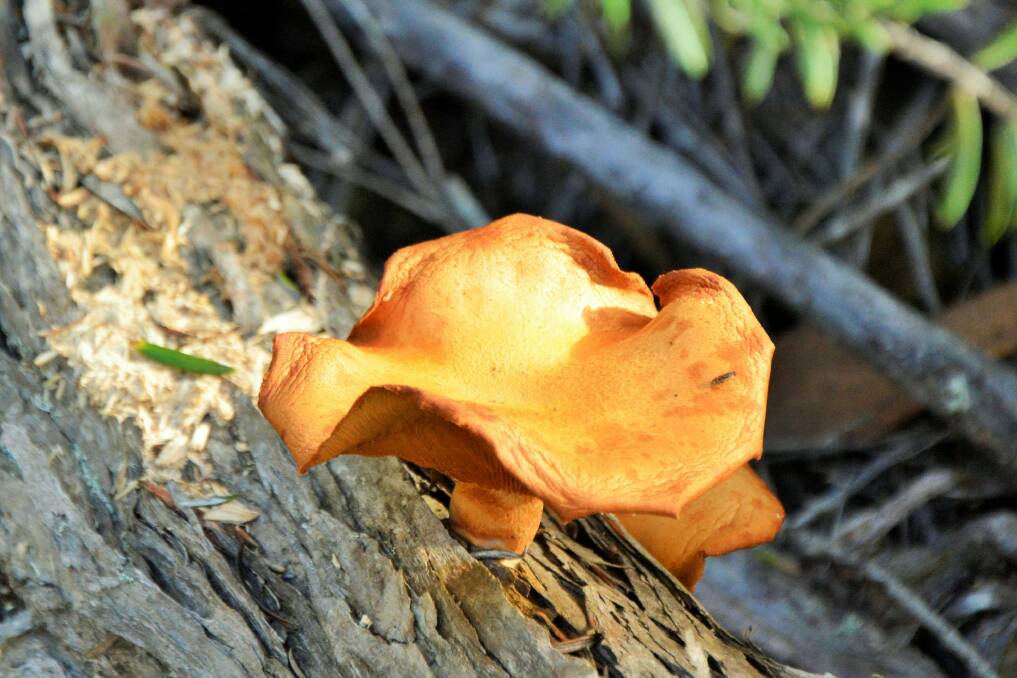 Even the fungi is colourful along this track. Photo: Tim the Yowie Man