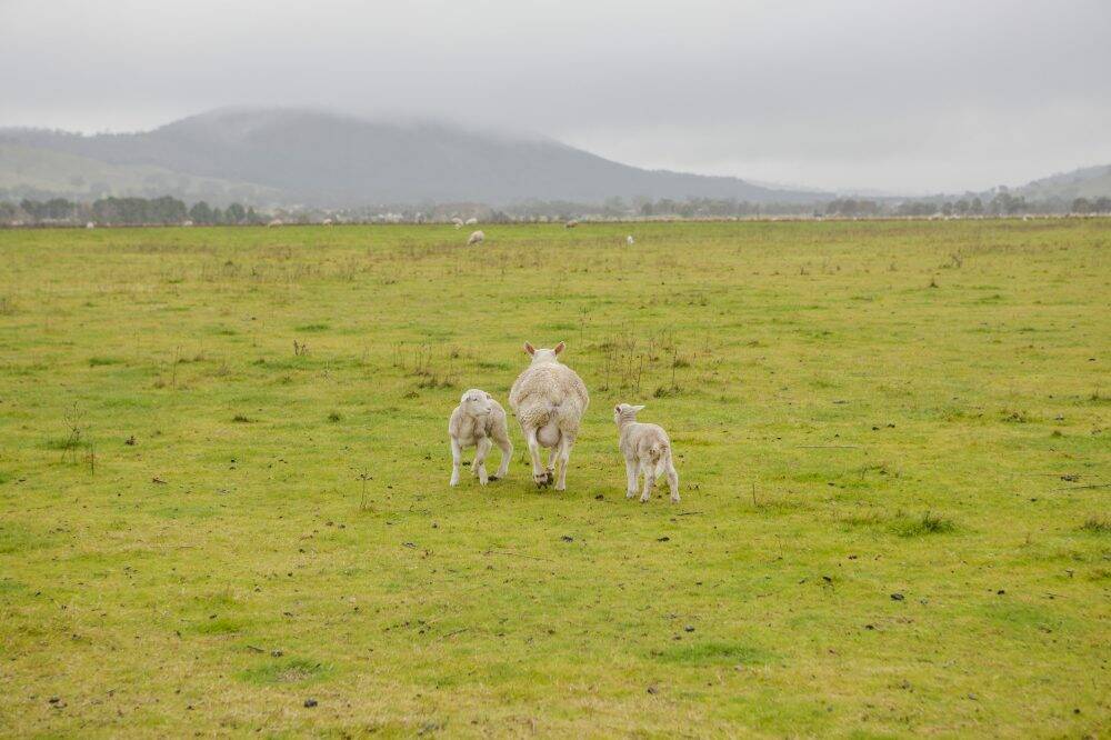 A ewe with two lambs on Canberra's eastern outskirts.
 Photo: Jamila Toderas