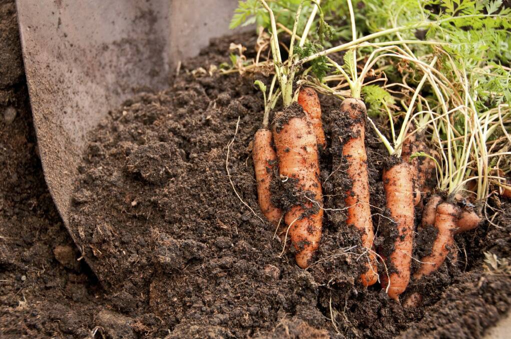 Dig in: growing good carrots is the test of a good gardener.