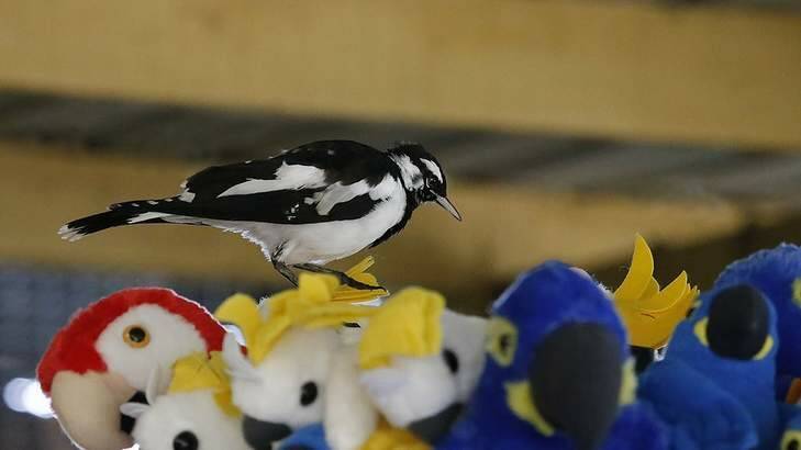Magpie-lark in a gift shop. Photo: David Flannery