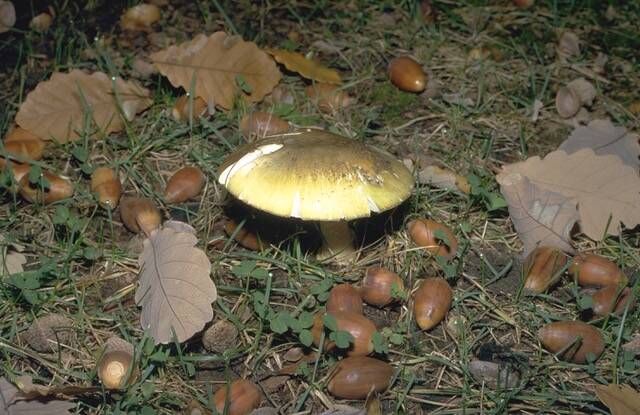 Canberrans are being urged to avoid lethal "deathcap" mushrooms sprouting in the city. Photo: Supplied
