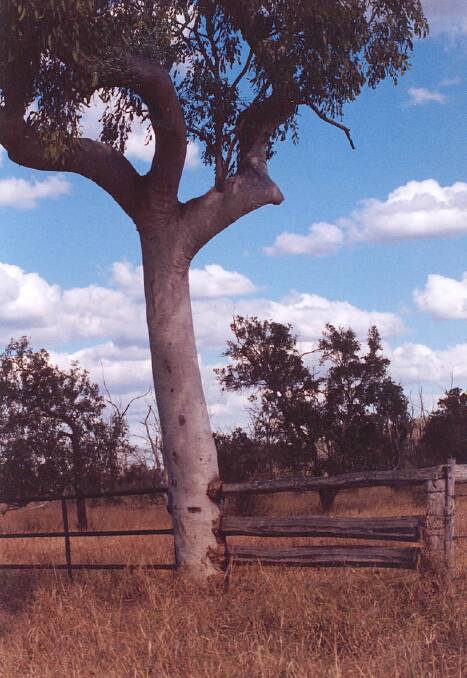 The fence near Cloncurry, Queensland. Photo: Cid Riley
