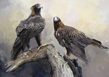 <I>Tasmanian Wedgetailed Eagles </I> by Katherine Cooper.