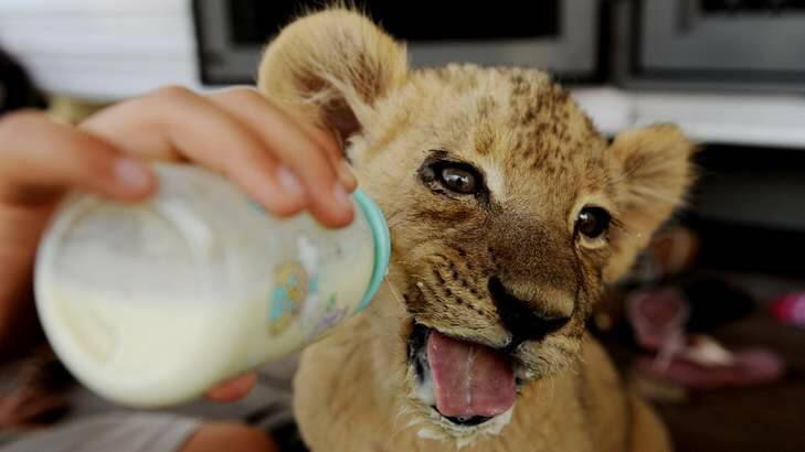 Zaire a nine week old lion cub gets bottle feed. Photo: Colleen Petch