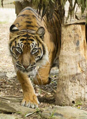 Mogo zoo tiger Malu recovering from root canal surgery. Photo: Clive Brookbanks, Mogo ZOOm Photography