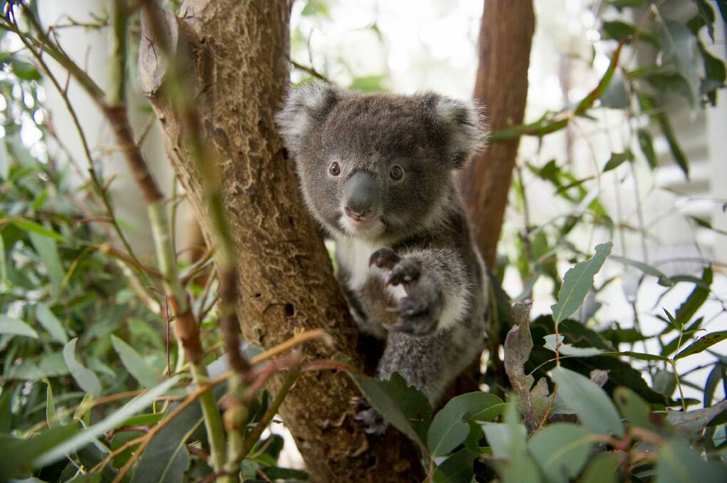 Tucker, the first koala baby born at Tidbinbilla since the 2003 bushfires. Photo: Jay Cronan