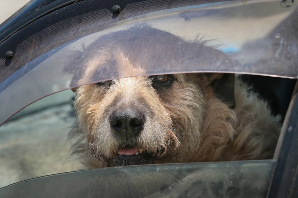 RSPCA inspectors rescued 46 pets from hot cars during 2018. Photo: Adam McLean