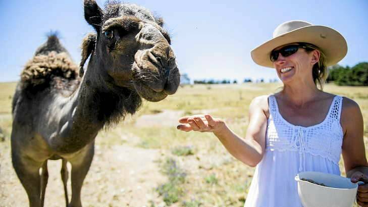 Karen Hindley rewards Daphne the camel. Photo: Rohan Thomson