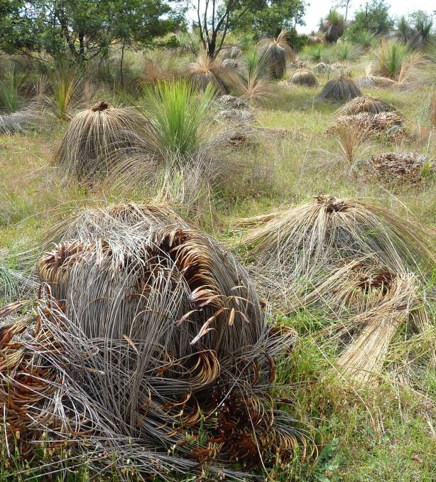 Grass trees dying en masse at Geary's Gap near Lake George. Photo: Tim the Yowie Man
