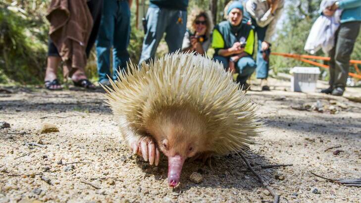 Casper the albino echidna goes for a walk before being released into a remote location at Tidbinbilla Nature Reserve. Photo: Rohan Thomson