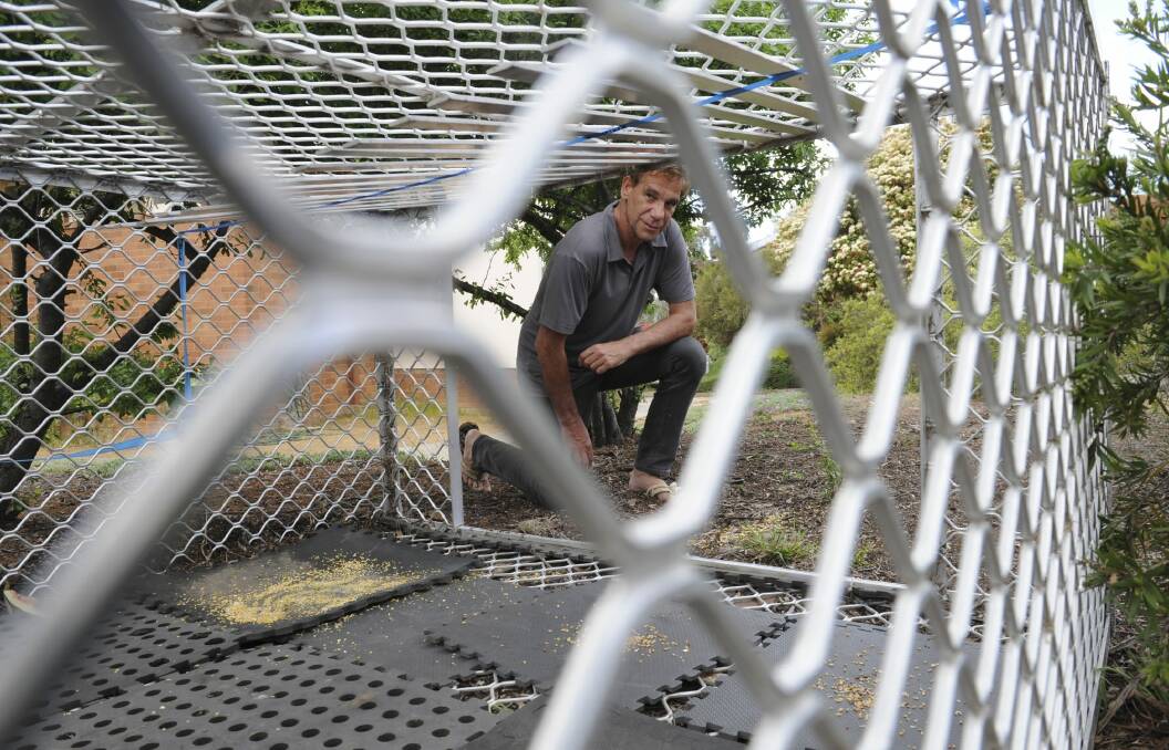 A cage with mixed grain  left to trap peacocks is inspected by resident Roy Chamberlain, in the grounds of the Uniting Care Retirement Village. Photo: Graham Tidy