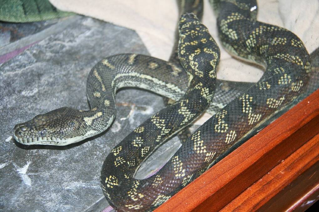 Two pythons recently found in the bush around Canberra over the last two years. Photo: Supplied