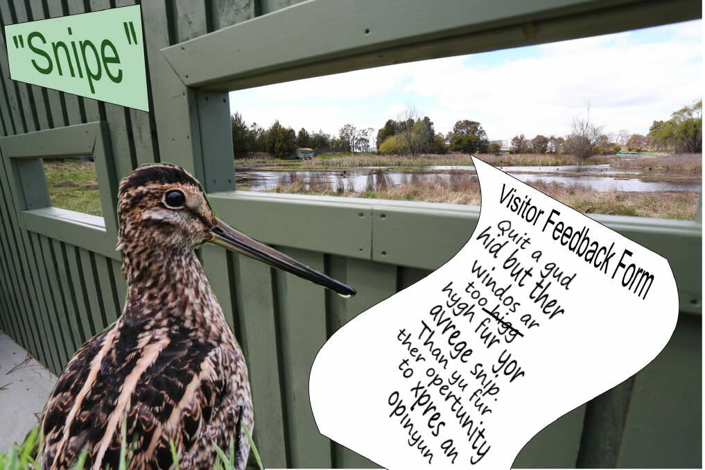 A Latham's Snipe gives feedback on a Canberra birdwatching hide named after it. By Geoffrey Dabb. Photo: Geoffrey Dabb