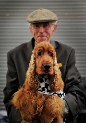 15th Cocker Spaniel National Championships at EPIC today.  " Canyon Classic Rose" with  owner John Kruger. Photo: Colleen Petch