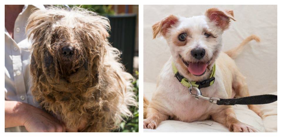 The before and after photos of Lochie are heart-rending, showing his severe neglect and the work of the RSPCA ACT to put a smile back on his cheeky face. Photo: Supplied