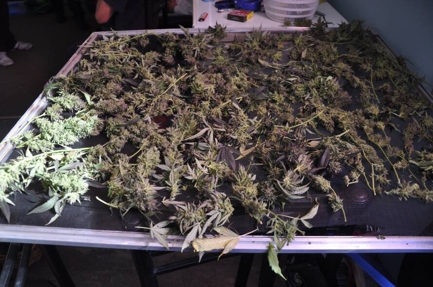 Drugs suspected to be cannabis seized from a home in Chifley Photo: ACT Policing