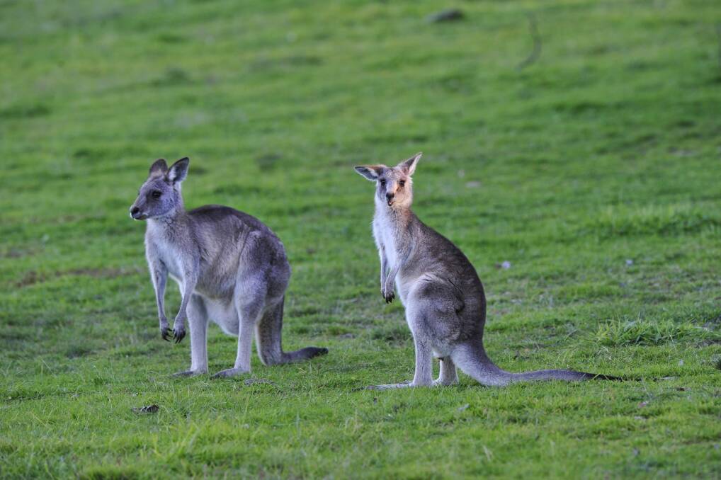 The ACT Government kangaroo cull will come to an end on Thursday night. Photo: Melissa Adams